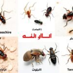 خدماتنا